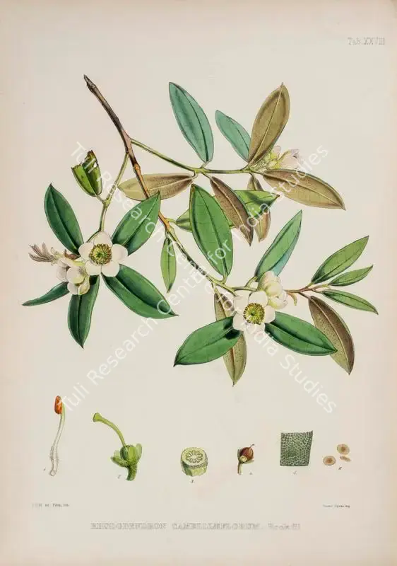 Fitch, Walter Hood (Lithographer). Camellia Rhododendron. Print on paper, circa 1796 | Lithograph, The Rhododendrons of Sikkim Himalaya, 1849 | Continuum | 00156365