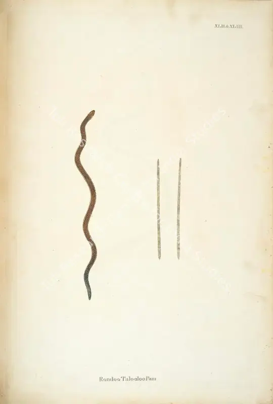 Skelton, William (Engraver). Rondoo Talooloo Pam. Print on paper, circa 1796 | Engraving, An Account of Indian Serpents, 1796 | Continuum | 00156407