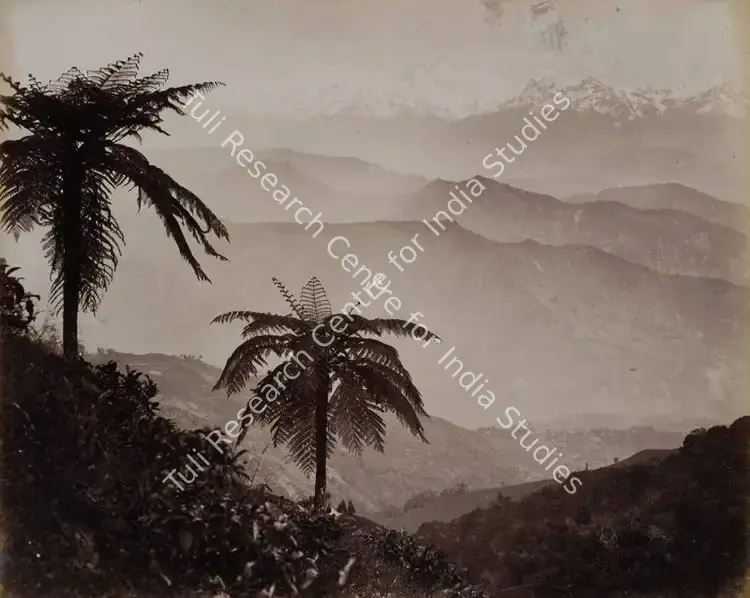 Bourne, Samuel (Photographer). The Snows. Tree Ferns in the Foreground, Darjeeling - From the album 'India Ceylon and Egypt 1901-1902'. Albumen Print pasted on mount, c.1865-1866 | Antiquarian Photograph | Photography | 00115518