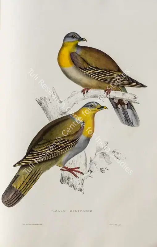 Gould, Elizabeth (Lithographer). Yellow-footed Green Pigeon. Print on paper, circa 1832 | Lithograph, A Century of Birds from the Himalaya Mountains, 1832 | Continuum | 00156289