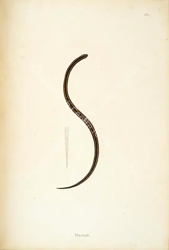 Skelton, William (Engraver). Hurriah. Print on paper, circa 1796 | Engraving, An Account of Indian Serpents, 1796 | Continuum | 00156406