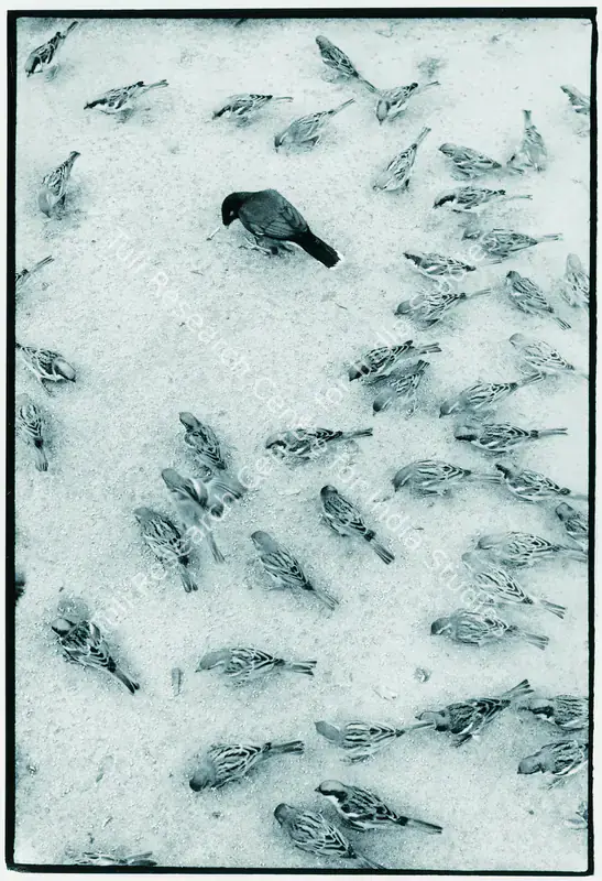Rai, Raghu (Photographer), Mainah And Sparrows, 1970 | Contemporary Photograph | Photography | 00114928
