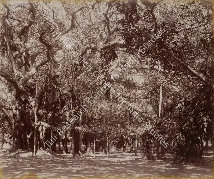 Bourne, Samuel (Photographer). Interior of the Banyan Tree, Botanical Gardens. Calcutta - From the album 'India Ceylon and Egypt 1901-1902'. Albumen Print pasted on mount, c.1865-1866 | Antiquarian Photograph | Photography | 00115495