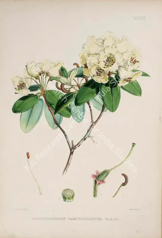 Fitch, Walter Hood (Lithographer). Curved-Fruit Rhododendron. Print on paper, circa 1796 | Lithograph, The Rhododendrons of Sikkim Himalaya, 1849 | Continuum | 00156367