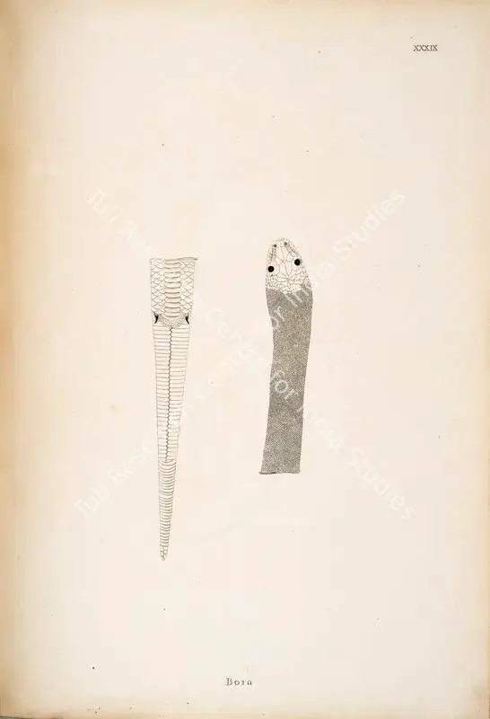 Skelton, William (Engraver). Bora. Print on paper, circa 1796 | Engraving, An Account of Indian Serpents, 1796 | Continuum | 00156405