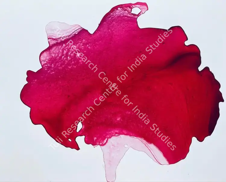 Singh, Aditi (Artist). In the Shadow of a Rose (For Sonu 1974-2021). Ink on Yupo paper, 2020 | Painting | FineArts | 00546434