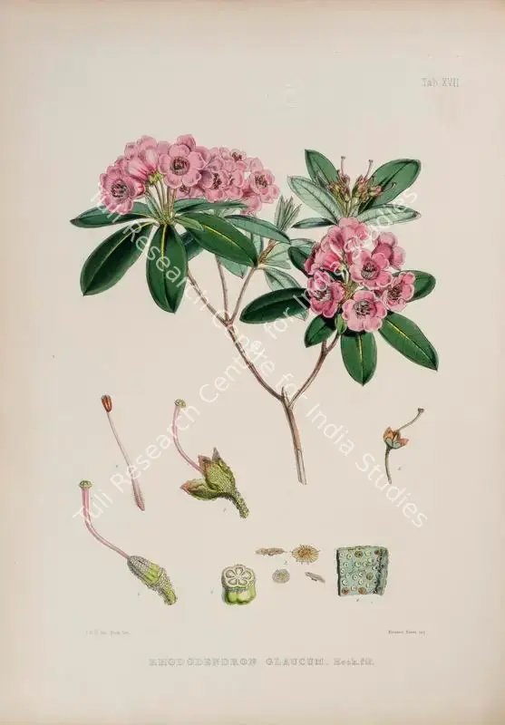 Fitch, Walter Hood (Lithographer). Rosy Rhododendron. Print on paper, circa 1796 | Lithograph, The Rhododendrons of Sikkim Himalaya, 1849 | Continuum | 00156354