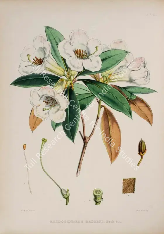 Fitch, Walter Hood (Lithographer). Major Madden's Rhododendron. Print on paper, circa 1796 | Lithograph, The Rhododendrons of Sikkim Himalaya, 1849 | Continuum | 00156355
