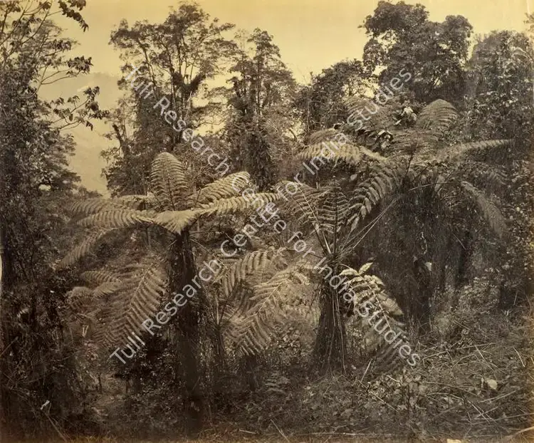 Bourne, Samuel (Photographer). Group of Tree Ferns at Lebong - Darjeeling. Albumen print, Mid 1860s | Antiquarian Photograph | Photography | 00115999