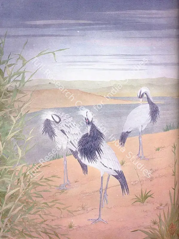 Noon, Mazhar (Artist). Demoiselle Cranes. Line wash and watercolour on paper, 1998 | Painting | FineArts | 00372553