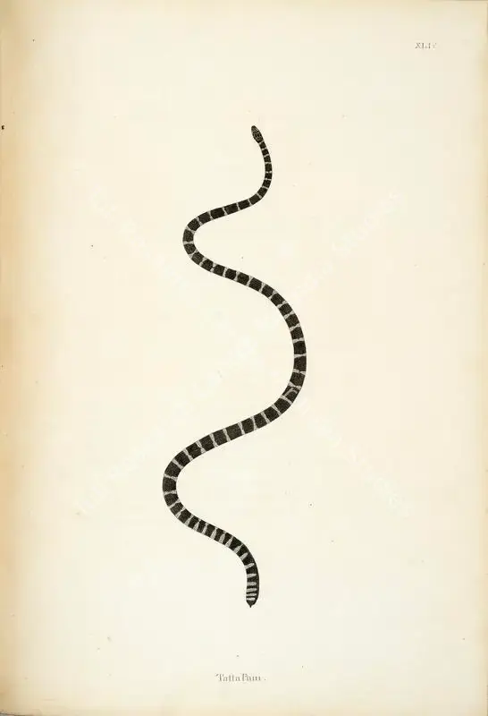Skelton, William (Engraver). Tatta Pam. Print on paper, circa 1796 | Engraving, An Account of Indian Serpents, 1796 | Continuum | 00156408