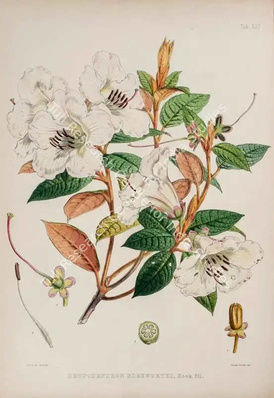 Fitch, Walter Hood (Lithographer). Edgeworth Rhododendron. Print on paper, circa 1796 | Lithograph, The Rhododendrons of Sikkim Himalaya, 1849 | Continuum | 00156358