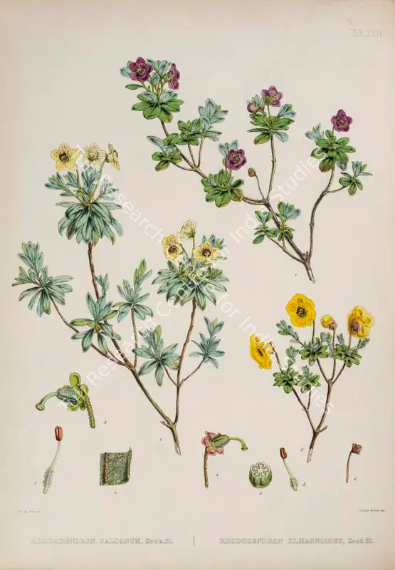 Fitch, Walter Hood (Lithographer). Pink Scaly Rhododendron. Print on paper, circa 1796 | Lithograph, The Rhododendrons of Sikkim Himalaya, 1849 | Continuum | 00156360