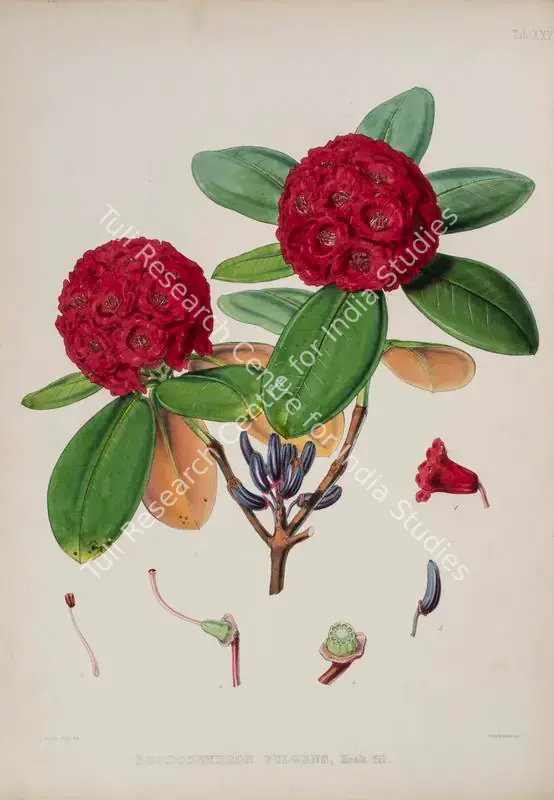Fitch, Walter Hood (Lithographer). Buransh. Print on paper, circa 1796 | Lithograph, The Rhododendrons of Sikkim Himalaya, 1849 | Continuum | 00156362