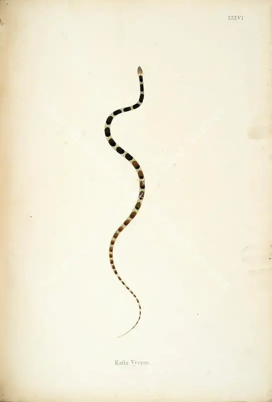 Skelton, William (Engraver). Katla Vyrien. Print on paper, circa 1796 | Engraving, An Account of Indian Serpents, 1796 | Continuum | 00156402