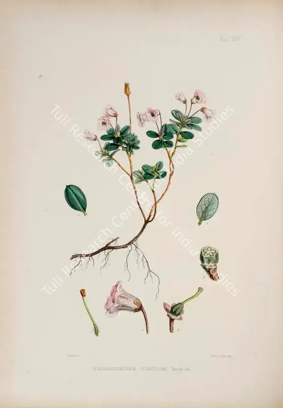 Fitch, Walter Hood (Lithographer). Narrow-Fruit Rhododendron. Print on paper, circa 1796 | Lithograph, The Rhododendrons of Sikkim Himalaya, 1849 | Continuum | 00156351