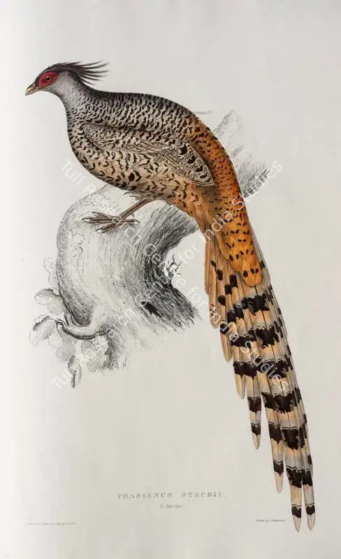Gould, Elizabeth (Lithographer). Cheer Pheasant. Print on paper, circa 1832 | Lithograph, A Century of Birds from the Himalaya Mountains, 1832 | Continuum | 00156299