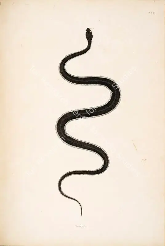 Skelton, William (Engraver). Goobra. Print on paper, circa 1796 | Engraving, An Account of Indian Serpents, 1796 | Continuum | 00156397
