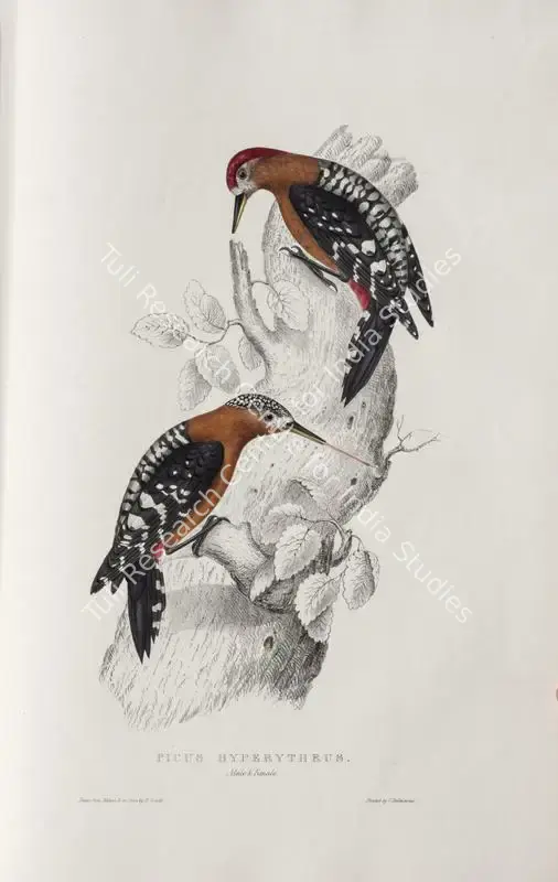 Gould, Elizabeth (Lithographer). Rufous-bellied Woodpecker. Print on paper, circa 1832 | Lithograph, A Century of Birds from the Himalaya Mountains, 1832 | Continuum | 00156281
