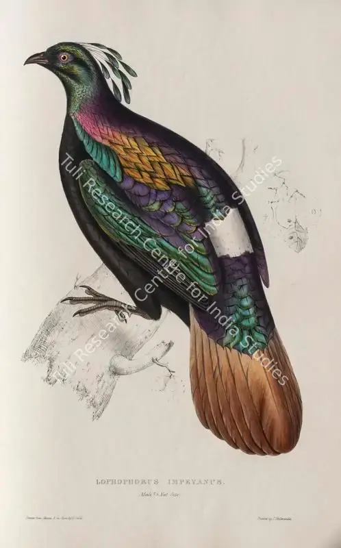 Gould, Elizabeth (Lithographer). Himalayan Monal. Print on paper, circa 1832 | Lithograph, A Century of Birds from the Himalaya Mountains, 1832 | Continuum | 00156291