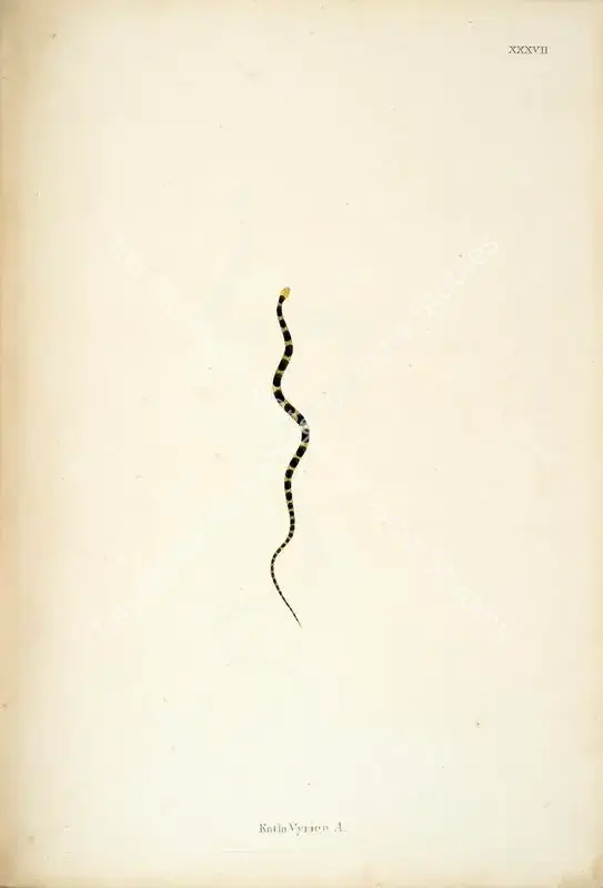 Skelton, William (Engraver). Katla Vyrien .A.. Print on paper, circa 1796 | Engraving, An Account of Indian Serpents, 1796 | Continuum | 00156403