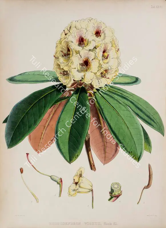 Fitch, Walter Hood (Lithographer). Wight's Rhododendron. Print on paper, circa 1796 | Lithograph, The Rhododendrons of Sikkim Himalaya, 1849 | Continuum | 00156364