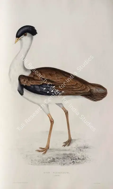 Gould, Elizabeth (Lithographer). Great Indian Bustard. Print on paper, circa 1832 | Lithograph, A Century of Birds from the Himalaya Mountains, 1832 | Continuum | 00156303