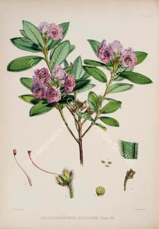 Fitch, Walter Hood (Lithographer). Fringed Leaf Rhododendron. Print on paper, circa 1796 | Lithograph, The Rhododendrons of Sikkim Himalaya, 1849 | Continuum | 00156361