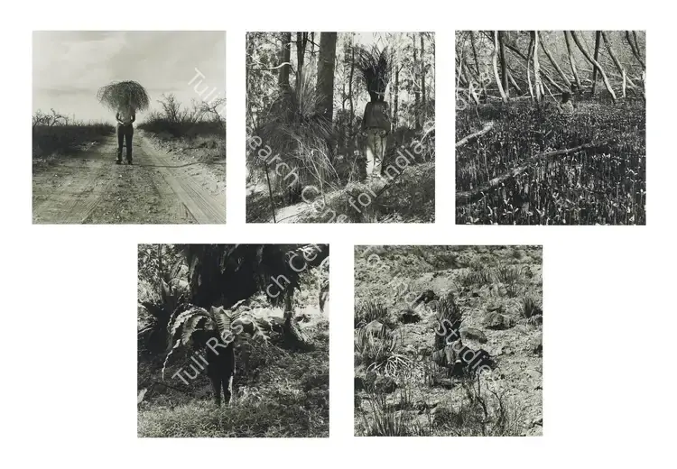 Gill, Simryn (Artist). Vegetation. Gelatine silver print, 1999 | Print | FineArts | 0023267