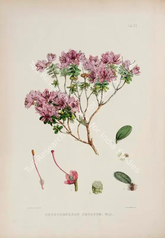 Fitch, Walter Hood (Lithographer). Bristly Rhododendron . Print on paper, circa 1796 | Lithograph, The Rhododendrons of Sikkim Himalaya, 1849 | Continuum | 00156357