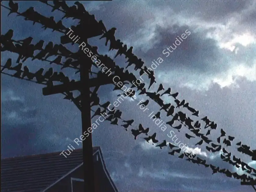 Hitchcock, Alfred (Producer), The Birds, 1963 | Photographic Still | CinemaEducation | 00846638